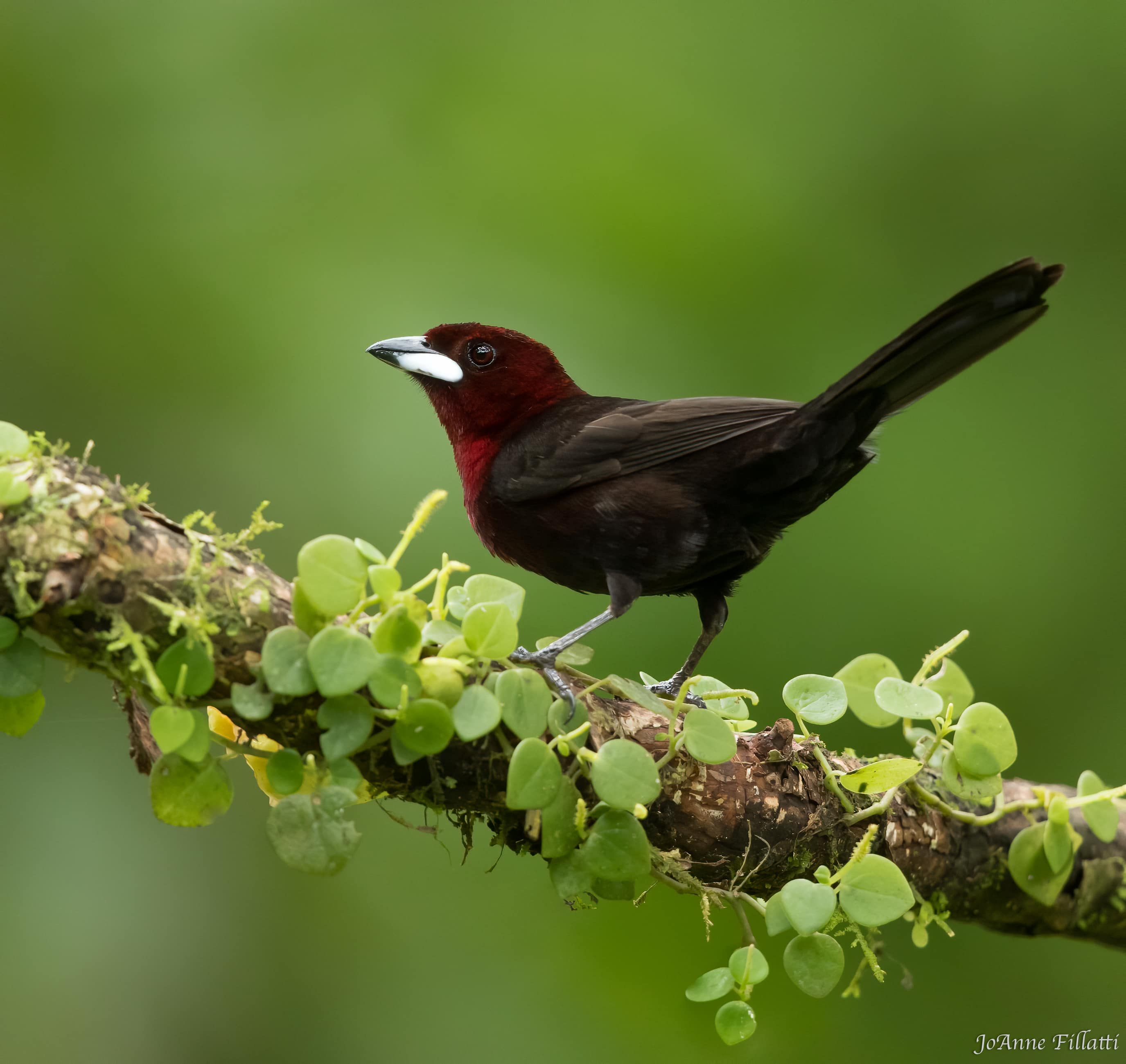 bird of peru image 3